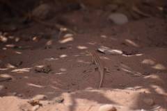 Acanthodactylus boskianus