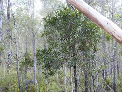 Alyxia ruscifolia