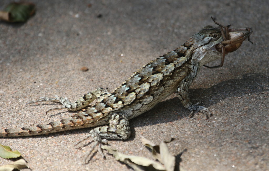 Texas Spiny Lizard