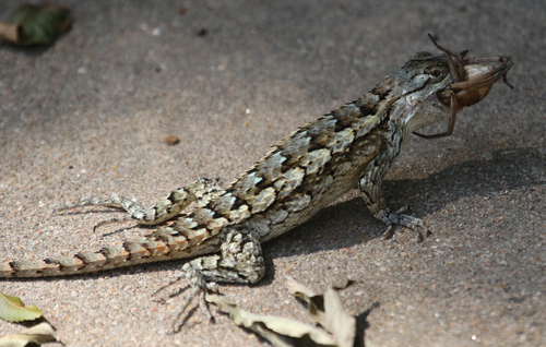 Texas Spiny Lizard