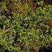 Dodonaea triangularis - Photo (c) Dezmond Wells, algunos derechos reservados (CC BY-NC), subido por Dezmond Wells