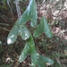 Anthurium lechlerianum Schott 4