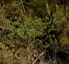 Dodonaea triangularis