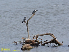 Ceryle rudis leucomelanurus