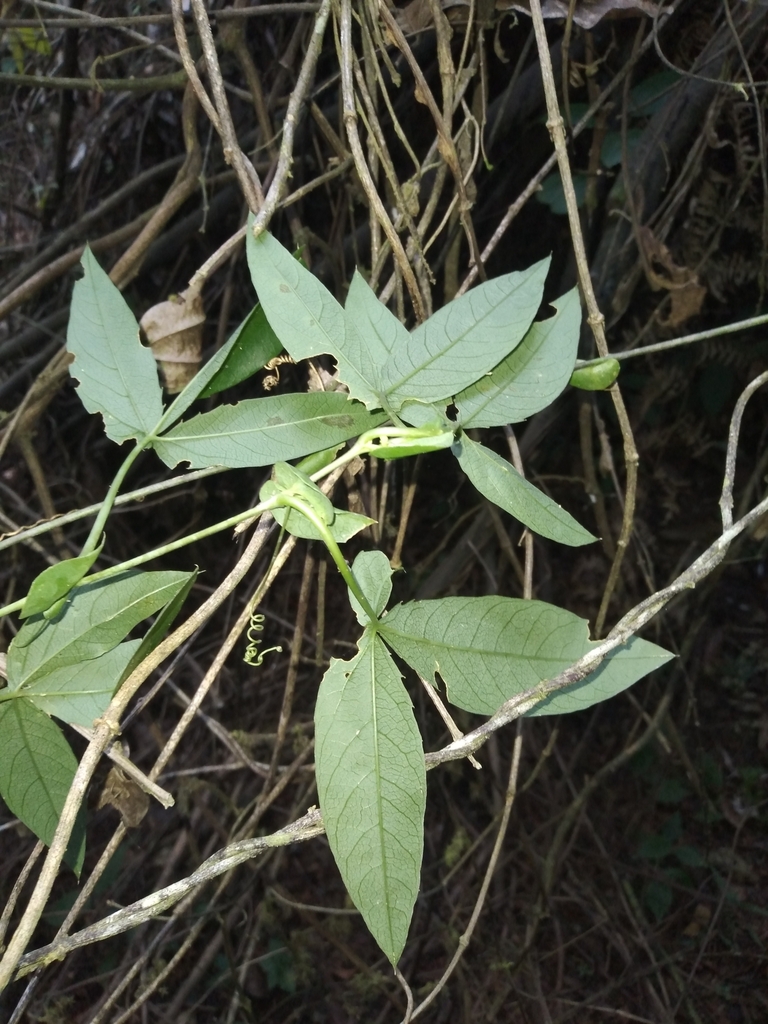 Passiflora dalechampioides