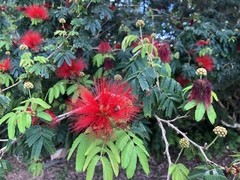 Calliandra tweediei