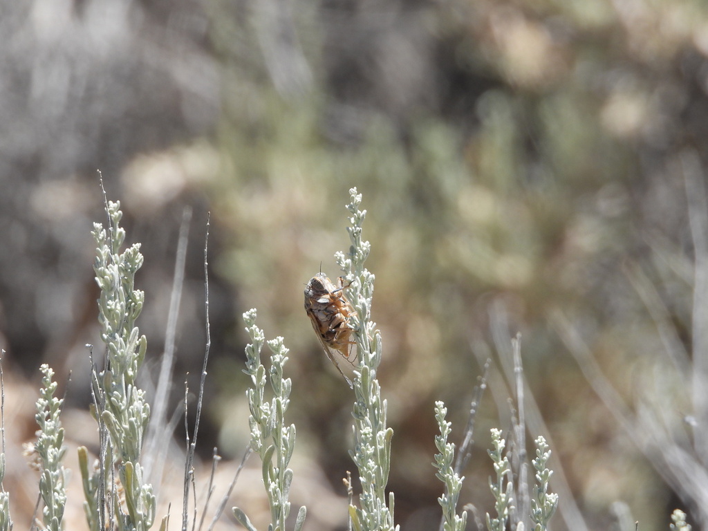 Tibicinoides striatipes