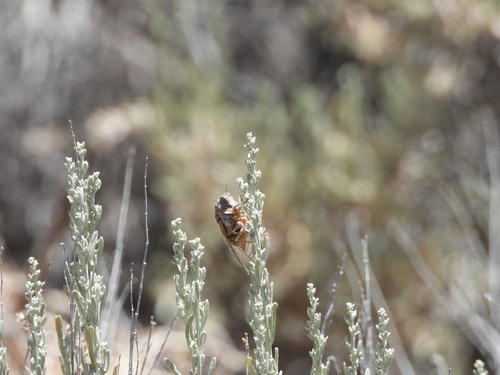 Tibicinoides striatipes