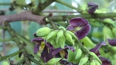 Dalbergia miscolobium