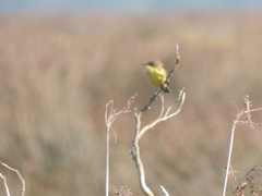 Pseudocolopteryx flaviventris