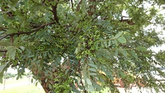 Dalbergia miscolobium