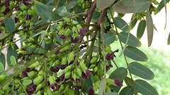 Dalbergia miscolobium