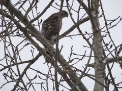 Accipiter gentilis