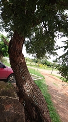 Dalbergia miscolobium