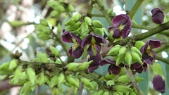 Dalbergia miscolobium