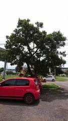 Dalbergia miscolobium