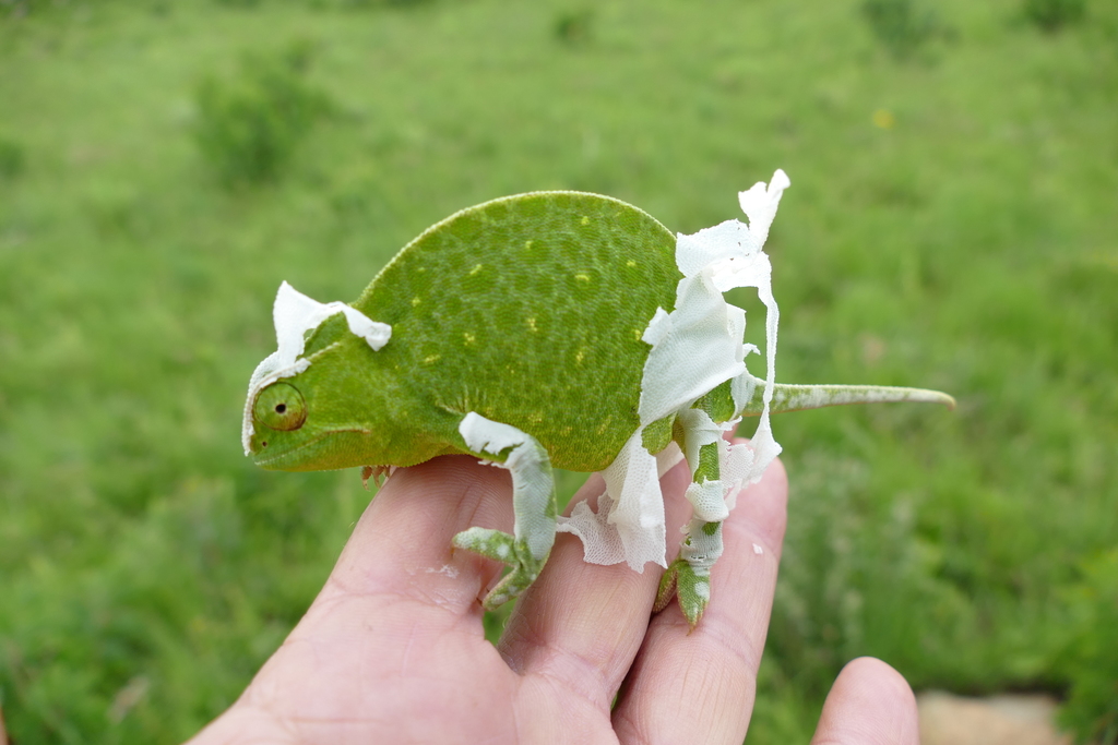 Anchieta's Chameleon