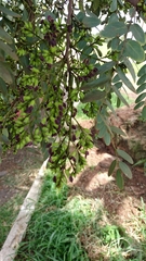 Dalbergia miscolobium