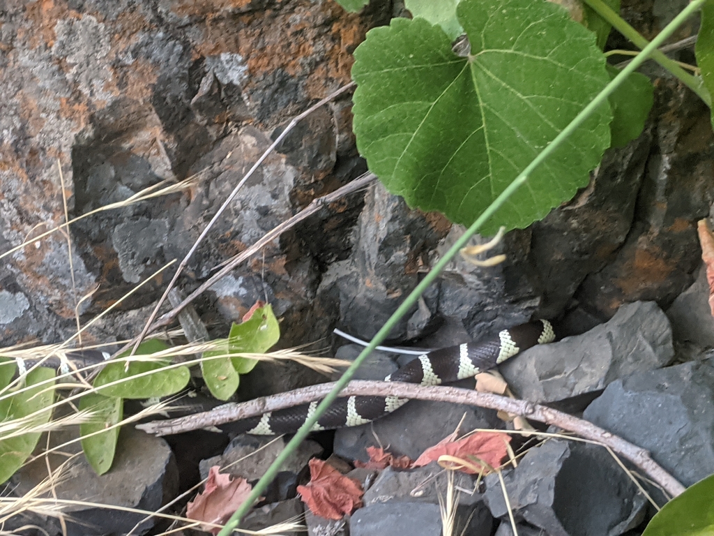 California King Snake from Chico, CA, USA on July 6, 2023 at 05:21 PM ...