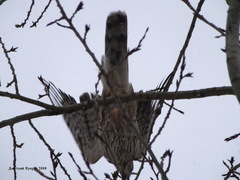 Accipiter gentilis
