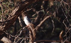 Polihierax semitorquatus