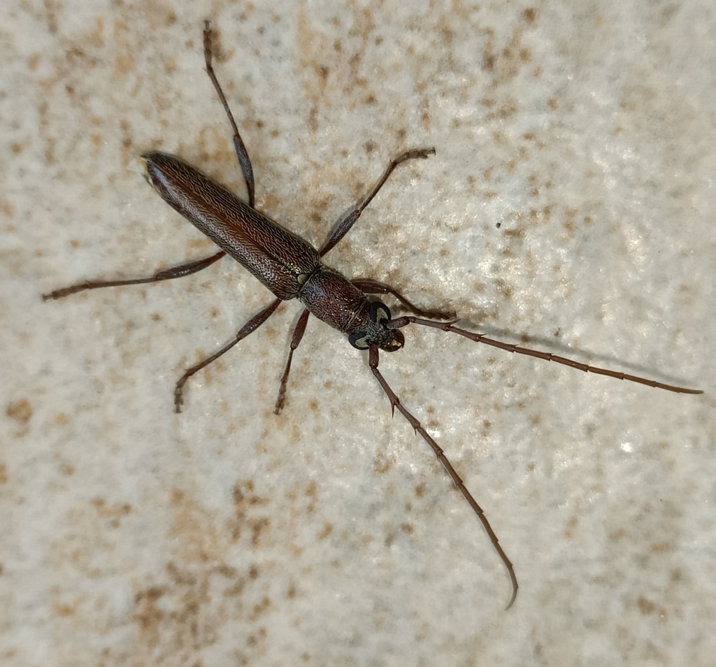 Aneflomorpha hovorei