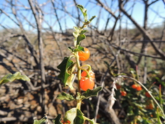 Solanum capense