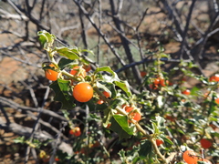 Solanum capense