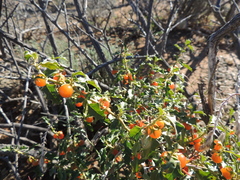 Solanum capense