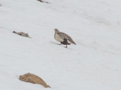 Tetraogallus altaicus