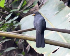 Trogon melanurus