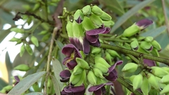 Dalbergia miscolobium