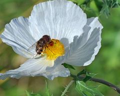 Copestylum macrocephalum