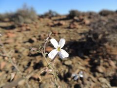 Jamesbrittenia incisa