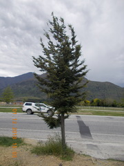 Nothofagus cliffortioides