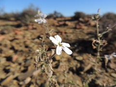 Jamesbrittenia incisa