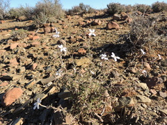 Jamesbrittenia incisa