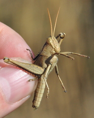 Schistocerca impleta