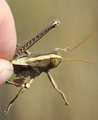 Schistocerca impleta