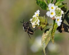 Copestylum limbipenne