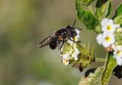 Copestylum limbipenne