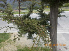 Nothofagus cliffortioides