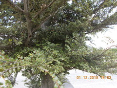 Nothofagus cliffortioides