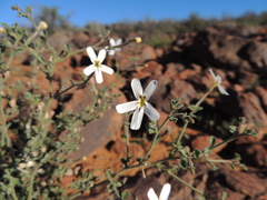 Jamesbrittenia incisa