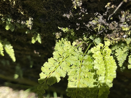 Asplenium tenuicaule iNat (3)