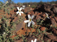 Jamesbrittenia incisa