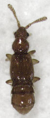 Stenosagola connata