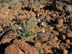 Jamesbrittenia incisa