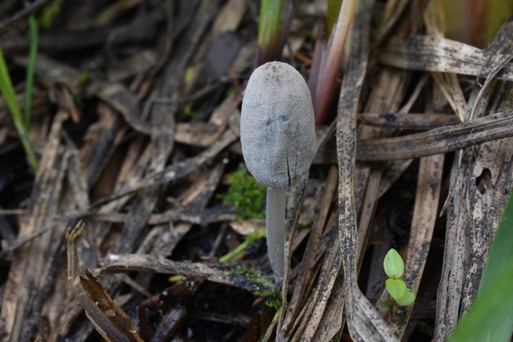 Coprinopsis sp. 'OR01'