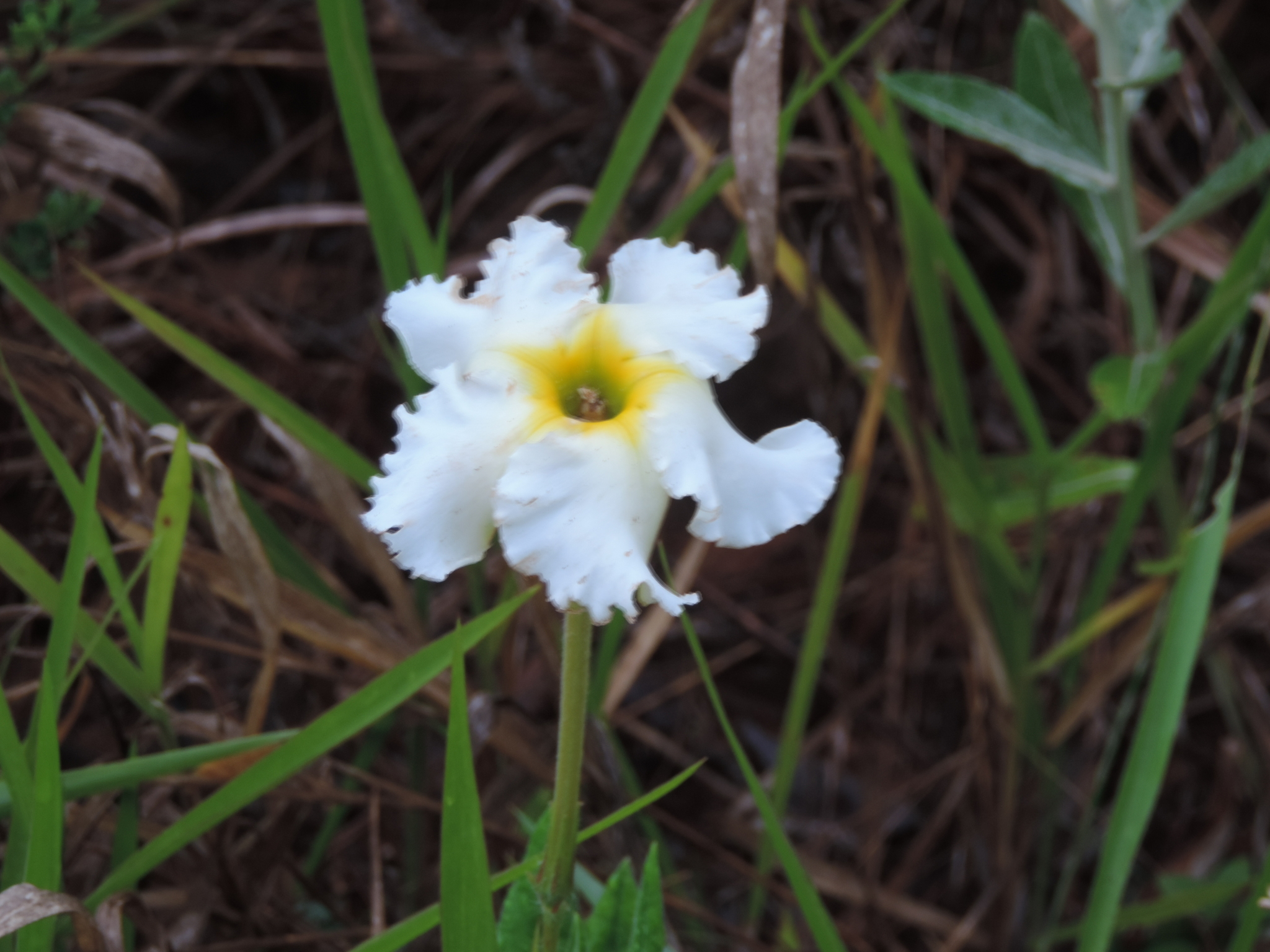 Mandevilla longiflora